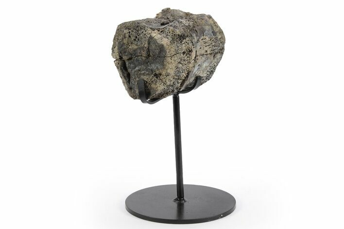 Fossil Hadrosaur Caudal Vertebra w/ Metal Stand - Texas #243656